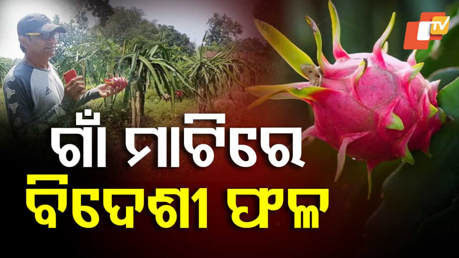 Strawberry and Dragon fruit in Odisha: ଓଡ଼ିଶା ମାଟିରେ ବିଦେଶୀ ଫଳ ଡ୍ରାଗନ ଫ୍ରୁଟ ଓ ଷ୍ଟ୍ରବେରୀ