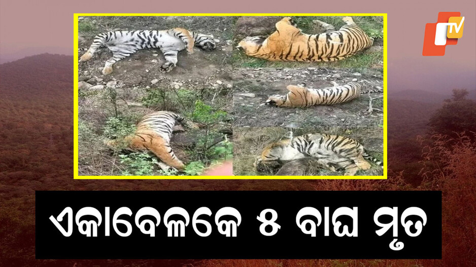 Tigers Dead: ବିପଦରେ ବନ୍ୟଜନ୍ତୁ; ବିଷକ୍ରିୟା ଯୋଗୁଁ ୫ ବାଘ ମୃତ !