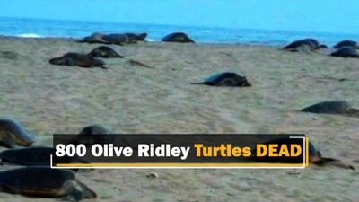 Orissa HC Seeks Report On Death Of 800 Olive Ridley Turtles In Odisha