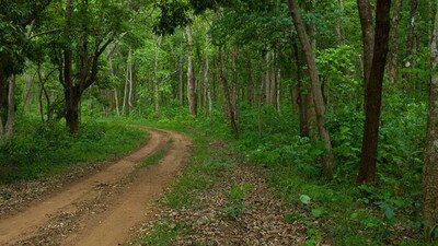 Odisha Approves Rs 903 Crore Annual Action Plan For Afforestation