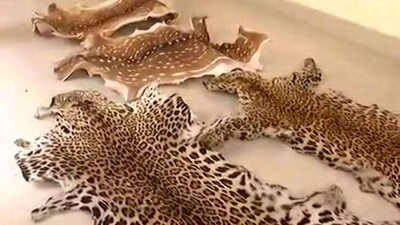Animal-Skin