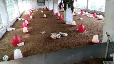 BIRD-FLU