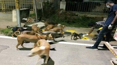 BMC feeds stray animals