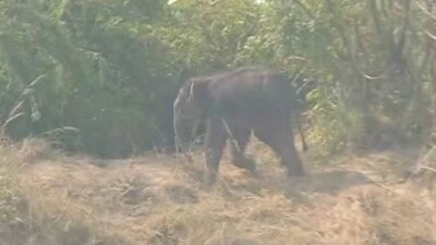 Baby elephant
