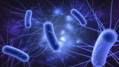 Bacteria