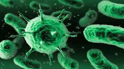 Bacteria