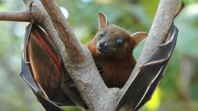 Bat