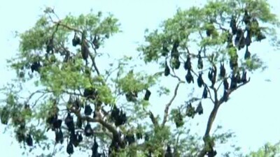 Bats-1