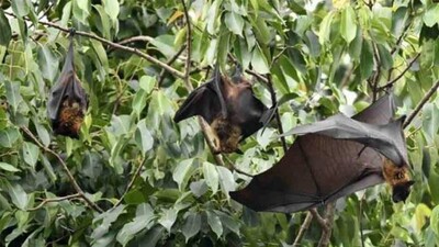 Bats