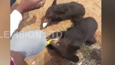 Bear-Cubs-Rescued