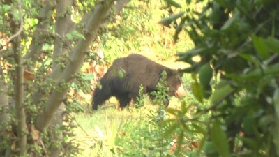Bear1