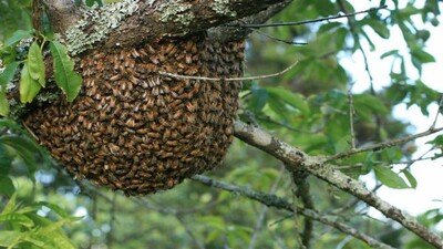 Beehive1-1