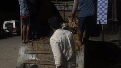 Bhadrak-cattle-laden-van