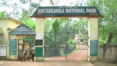 Odisha: 16 White Crocodiles Spotted In Bhitarkanika