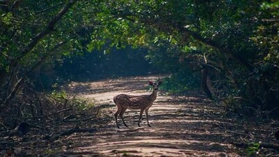 Bhitarkanika-National-Park