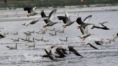 winged birds in Bhitarkanika