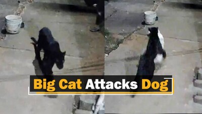 Viral video: Black Panther Pounces On Dog, Carries It Away Viral video: Black Panther Pounces On Dog, Carries It Away