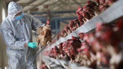 Bird-Flu