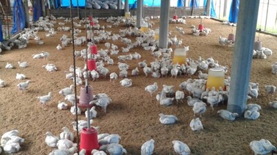 Scientists warn of lethal bird flu pandemic