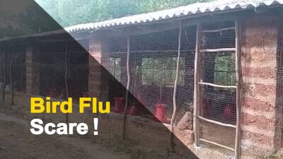Mass Poultry Deaths At Khordha Farm Triggers Bird-Flu Suspicions | OTV News