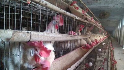 Bird Flu