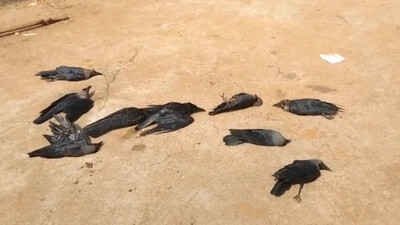 Death Of Crows Triggers Bird Flu Scare In Odisha's Khordha 