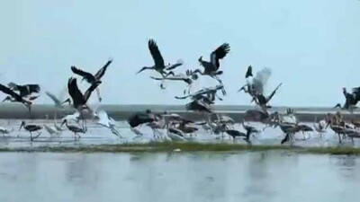 Birds-in-Chilika