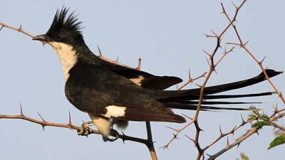 Birds