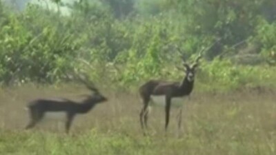 Blackbuck