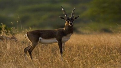 Blackbuck