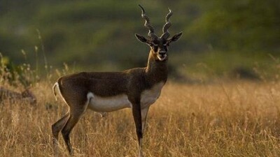 Blackbuck