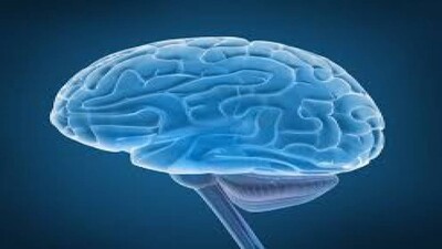 Brain