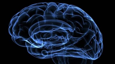 Brain
