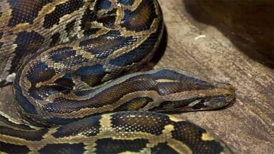 Burmese-python