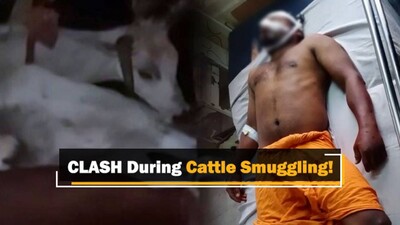 Members Of Cow Protection Group Attacked By Smugglers In Odisha, Cattle-Laden Trucks Seized
