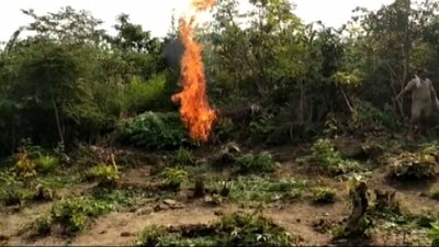 Cannabis-Plantation-burned