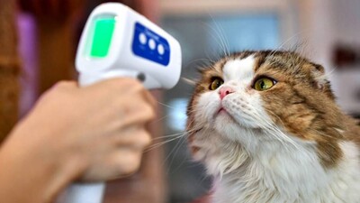 Cats