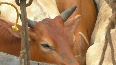 Cattle-Trafficking-in-Odisha