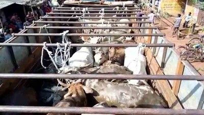 Cattle-smuggling