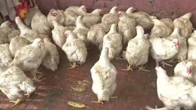 Chicken