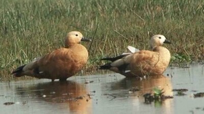 Chilika-bird