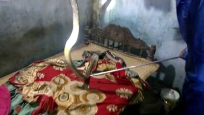 Snake found at Harirajpur in Banki
