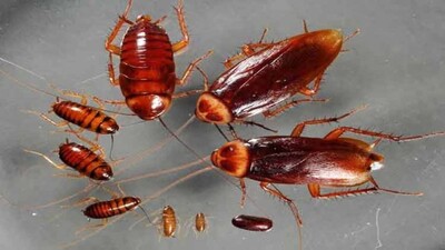 Cockroach