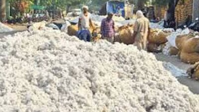 Ganjam District Admin To Start Cotton Procurement From Dec 15