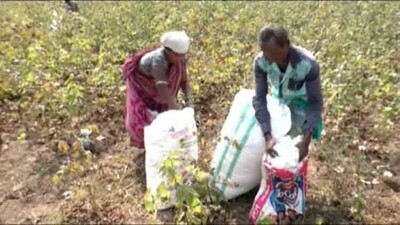 Cotton-farmer