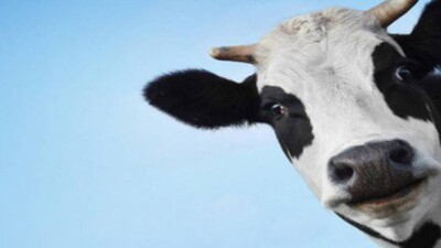 Cow