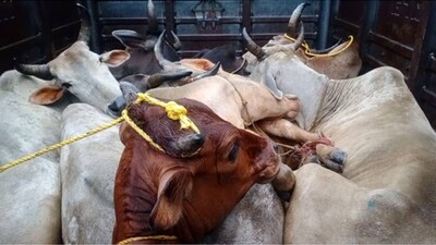 Cow