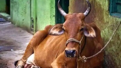 Cow