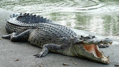 Crocofinal