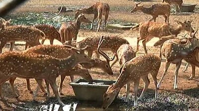 Cuttack-Deer-Park
